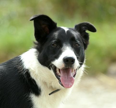 CBD For pets